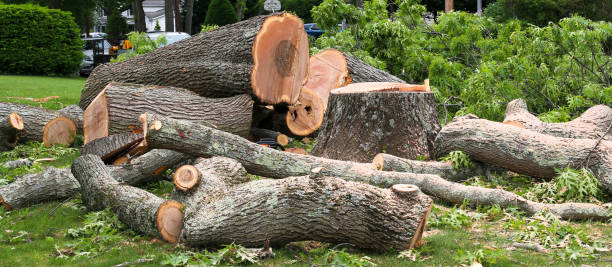 Reliable Tracy, MN Tree Services Solutions